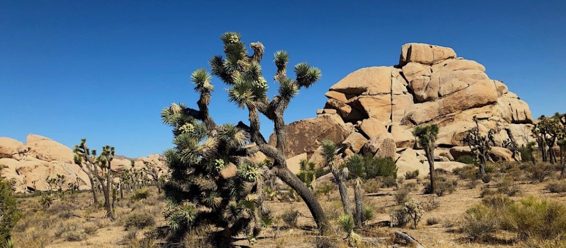 Joshua-Tree