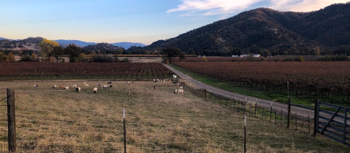 Nelson-Family-Winery-goats